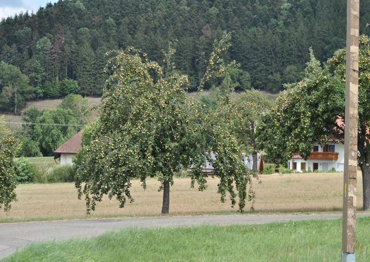 Elztalblick